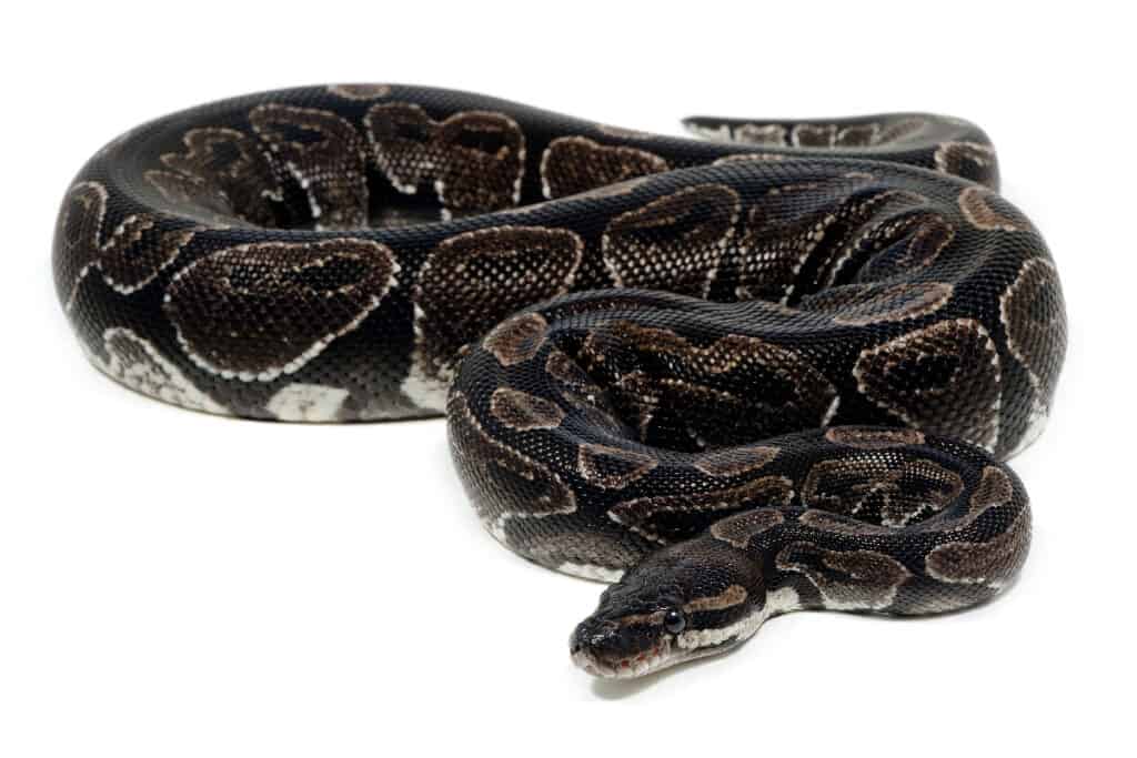 Black axanthic ball python (Python regius) on a white background