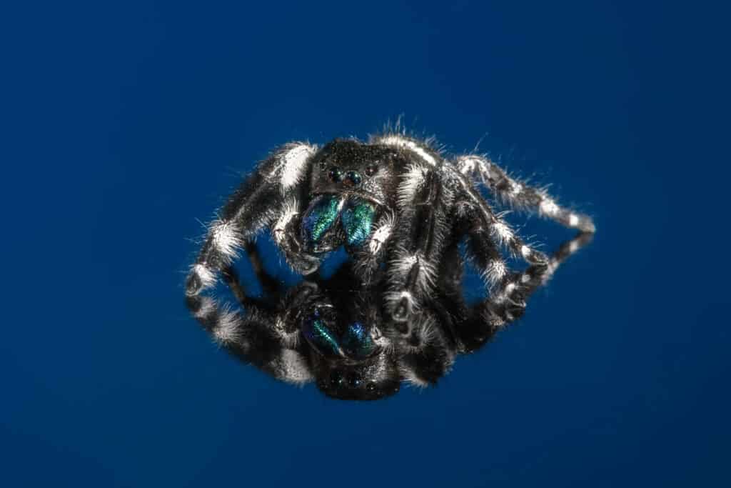 The Mystery of the Colorful But Colorblind Jumping Spider