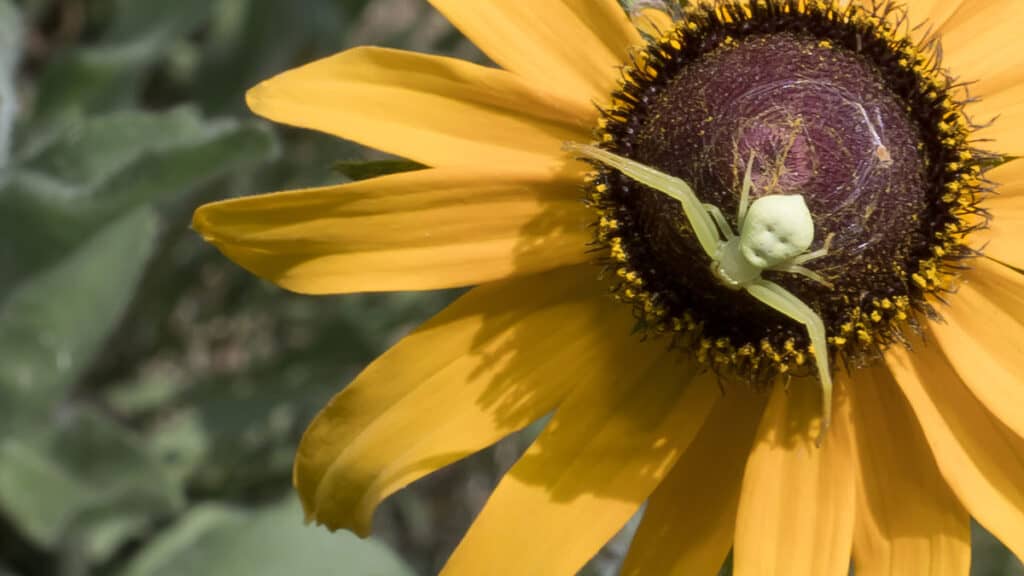 american green crab spider