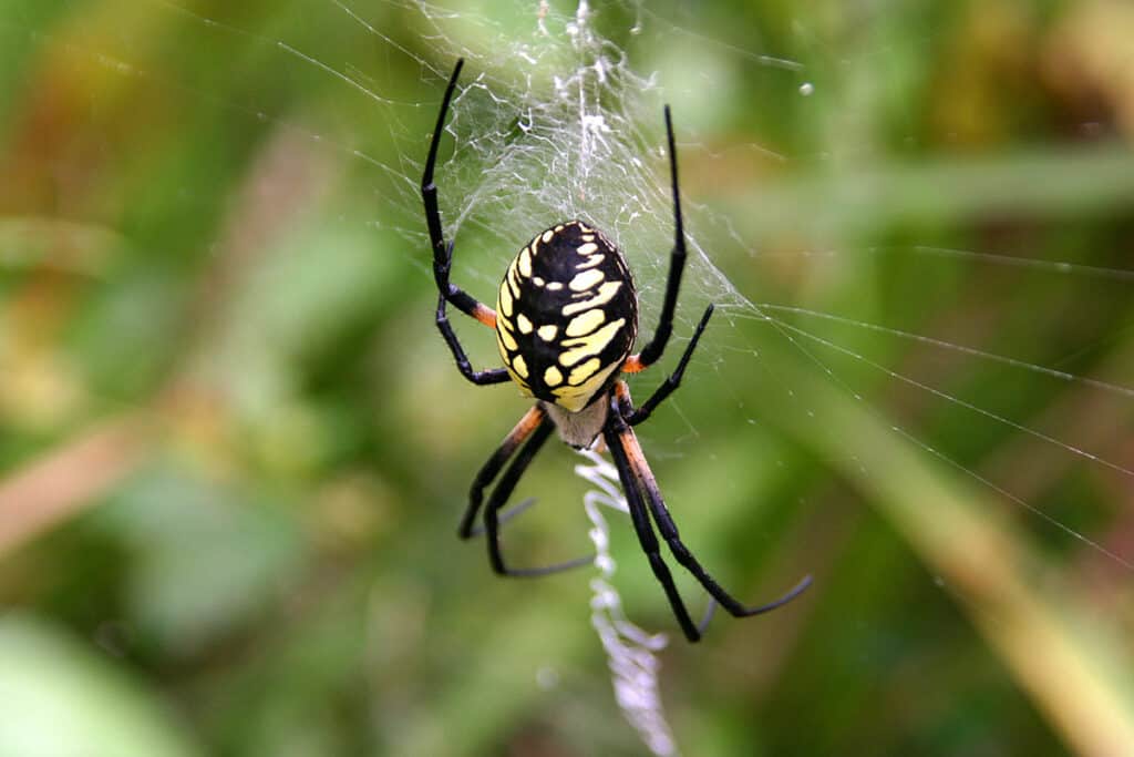 Argiope aurantia, yellow garden spider