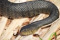 Florida Green Water Snake