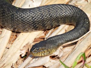 5 Water Snakes In South Carolina Picture