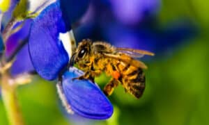 Honey Bee Lifespan: How Long Do Honey Bees Live? Picture