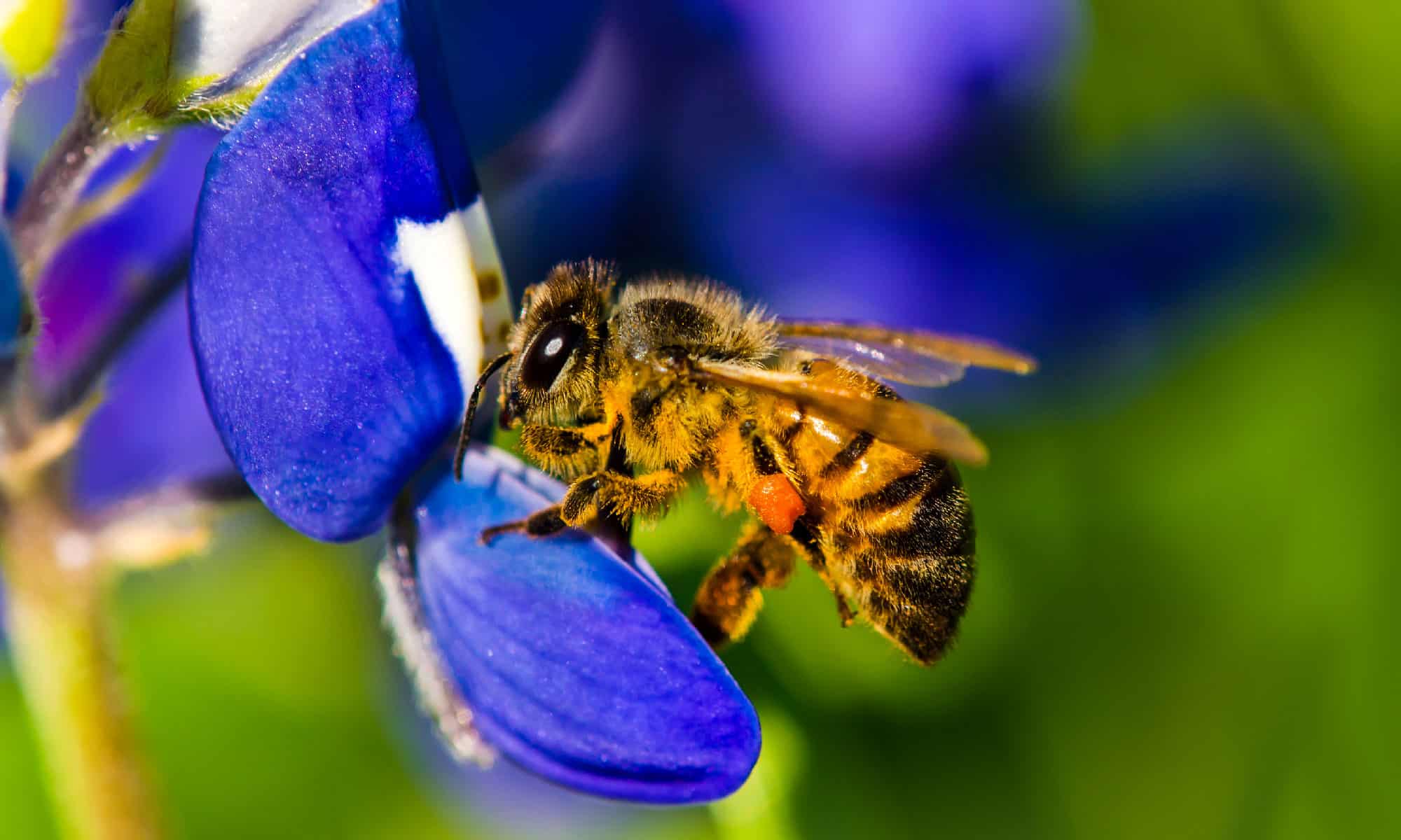 What Is the Life Span of a Honey Bee?
