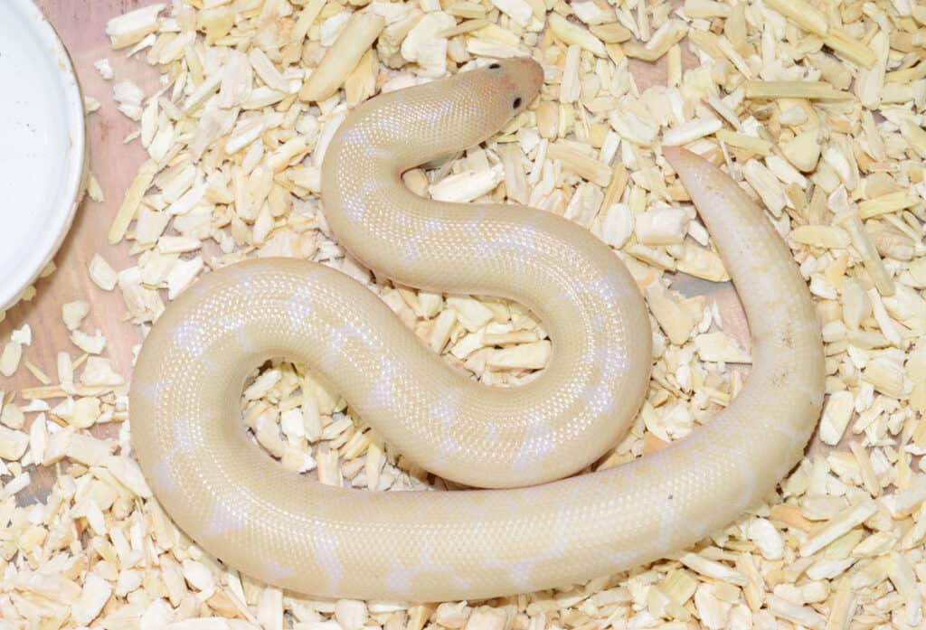 Sand Boa Morphs Discover 20 Types A Z Animals Sand Boa Morphs Discover 20 Types A Z Animals