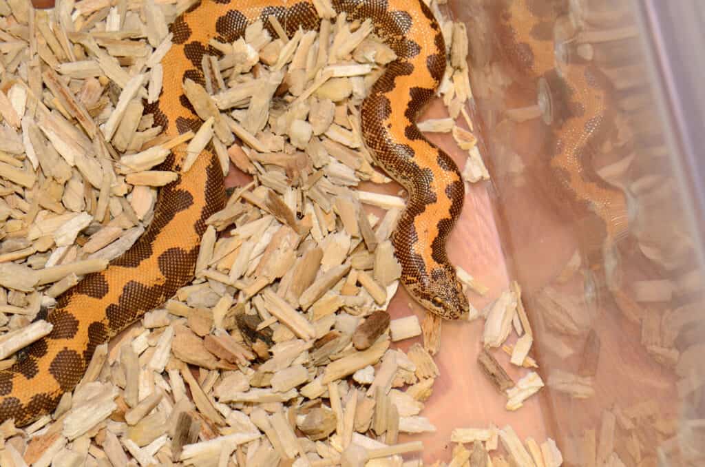 Husbandry Handbook: Kenyan Sand Boa - Eryx colubrinus