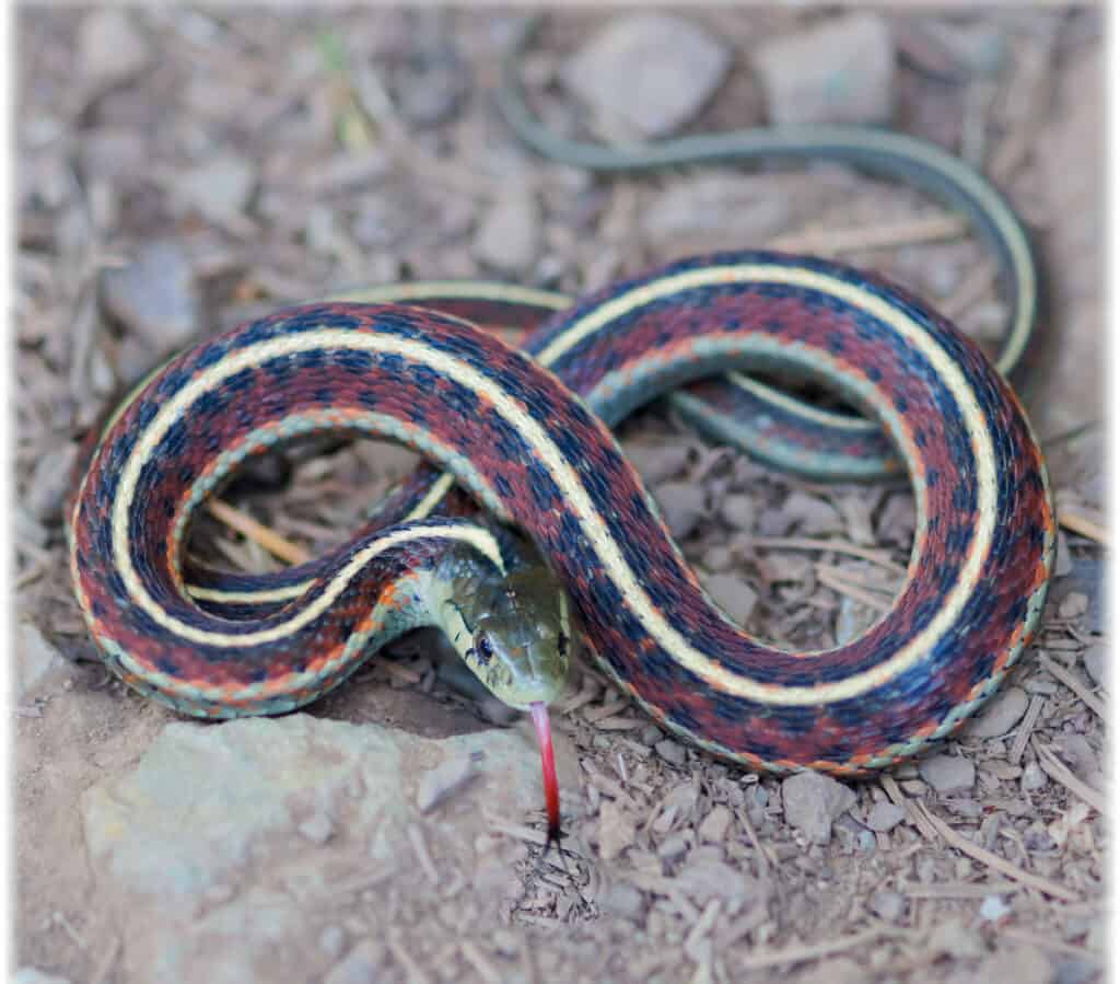 red snakes