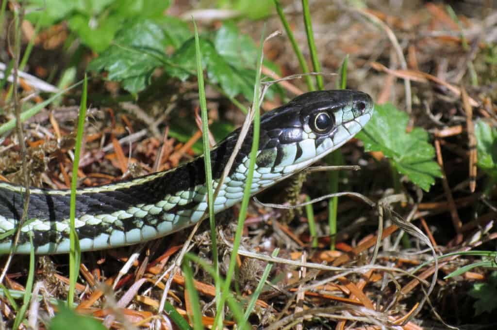 A snake in the grass means someone who seems harmless but is actually sneaky 