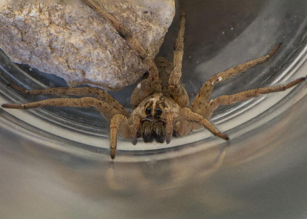 How Dangerous Are Wolf Spiders In Bradenton?