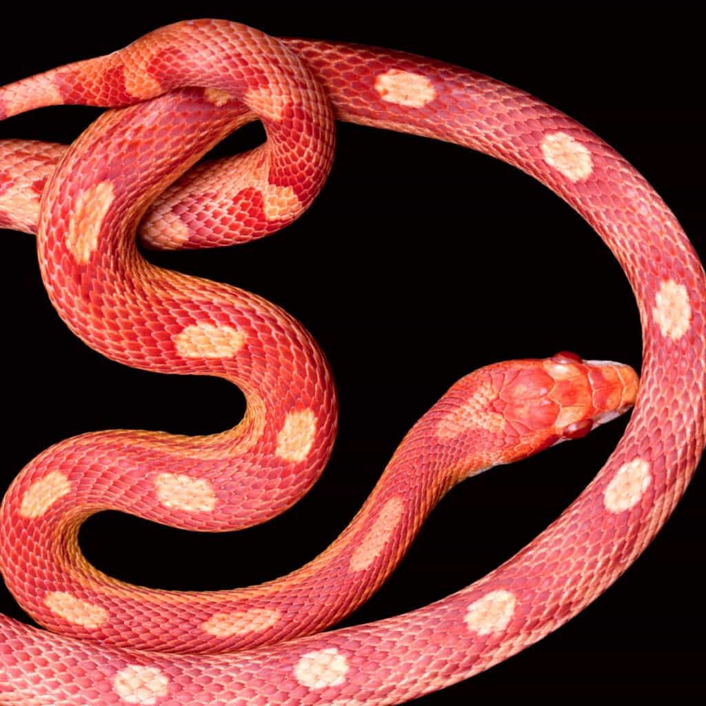 amber motley corn snake