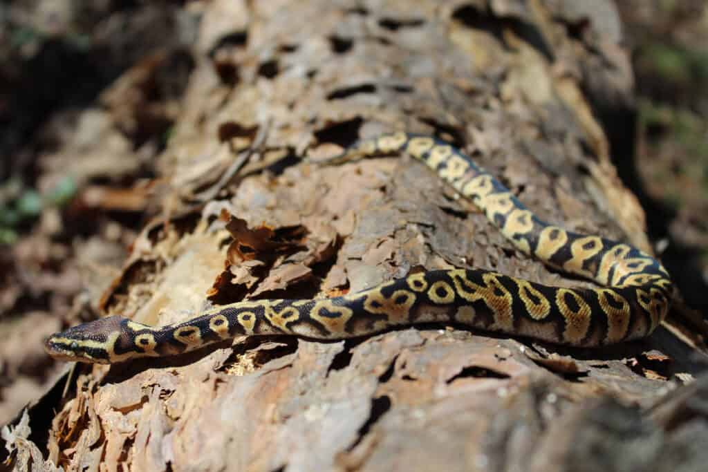 Ball python on a fallen tree