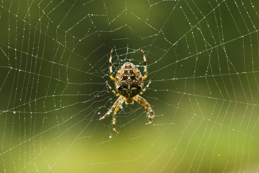 Fierce orb weaver Fierce orbweaver