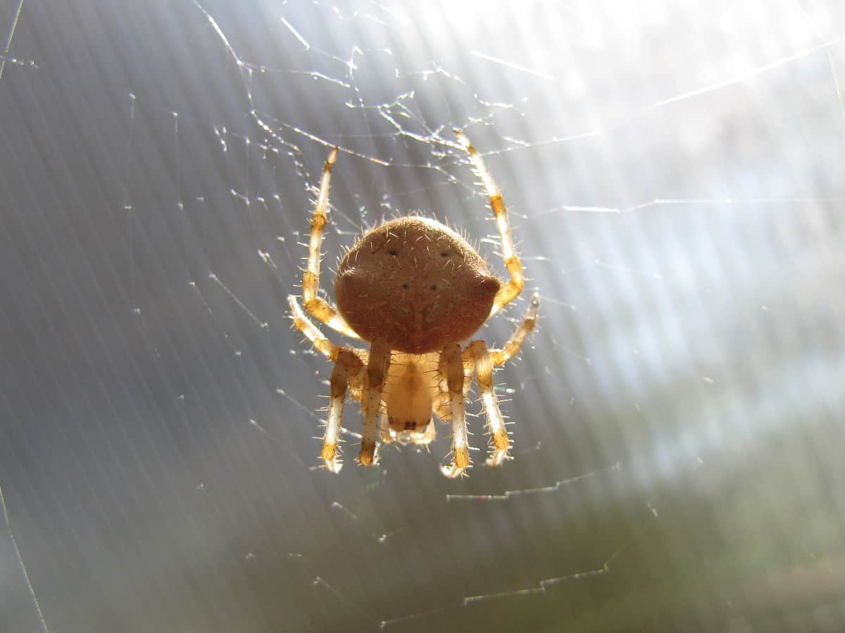 Discover 10 Spiders Found in Idaho AZ Animals