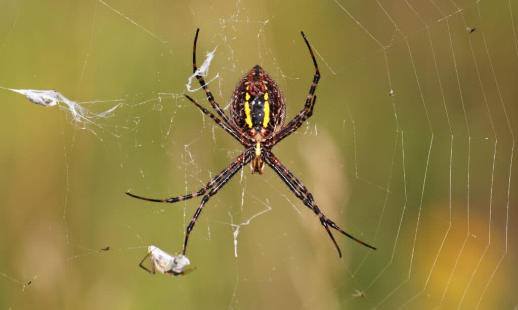 Common Spiders of Maryland - Maryland's Wild Acres