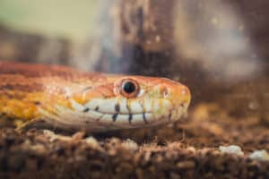 What Do Snakes Have Instead of Eyelids? Picture