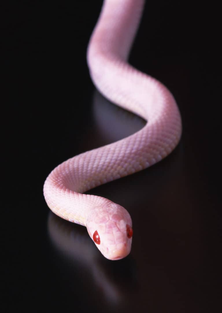 Corn Snake Morphs: The Complete List - A-Z Animals