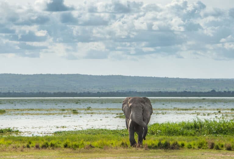 The 15 Largest Lakes In Africa A Z Animals   IStock 696006330 768x524 