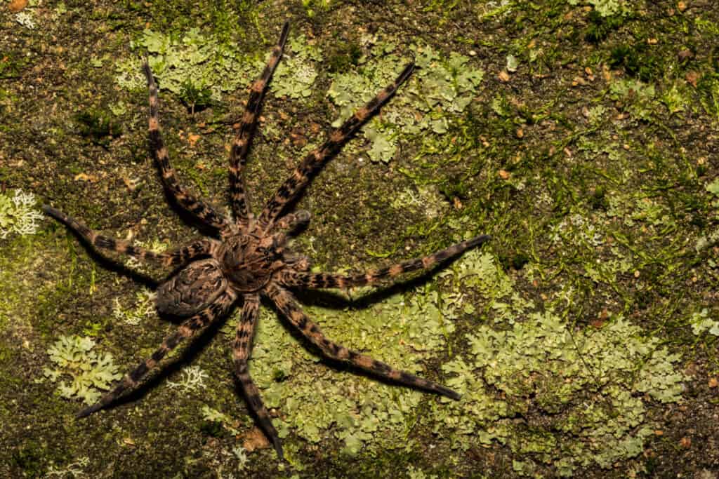 dark fishing spider