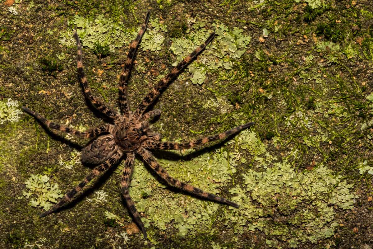 Meet 5 of the Biggest Spiders in the World