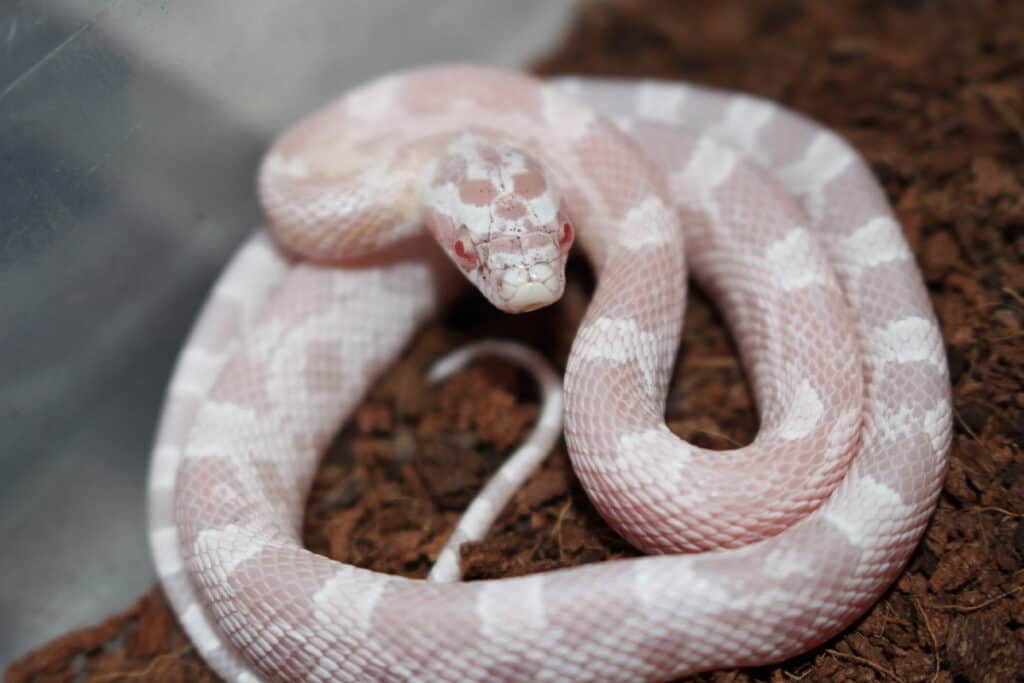 corn snake morphs guide