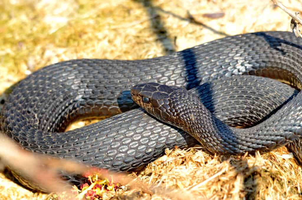 Black Snakes Found in New Jersey - AZ Animals