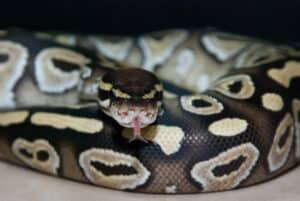 Are Ball Pythons Nocturnal Or Diurnal? Their Sleep Behavior Explained Picture