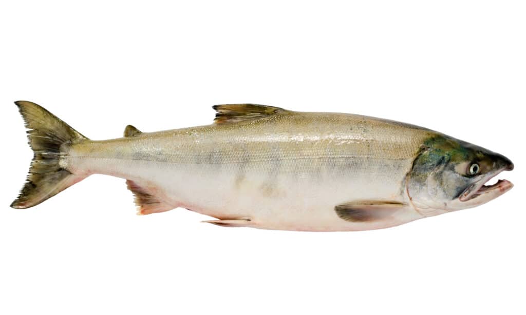 chum salmon isolated on white background