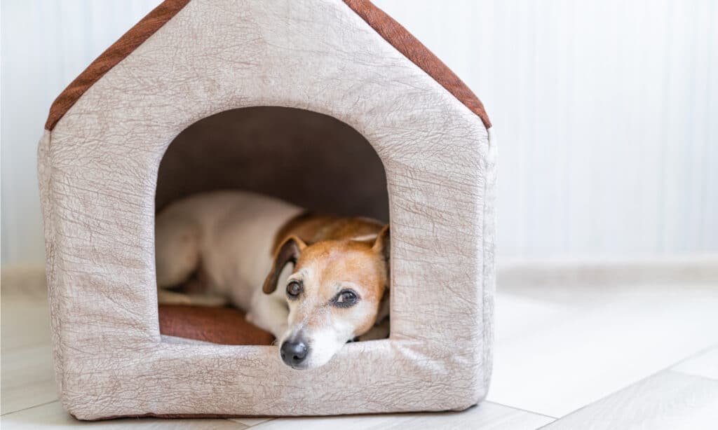 A dog lying in an indoor dog house