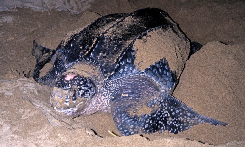Green Sea Turtle vs Leatherback