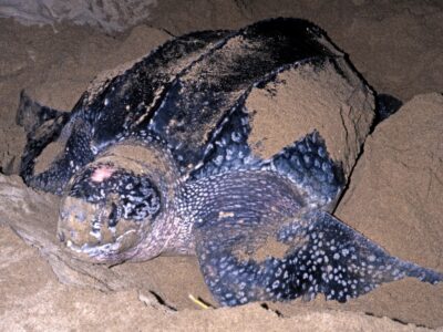 A Discover the Largest Leatherback Sea Turtle
