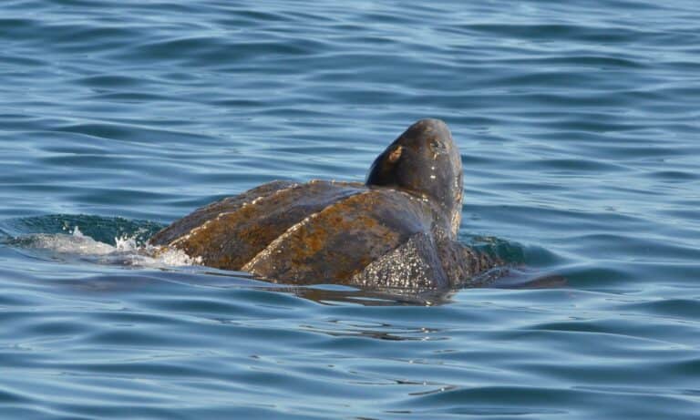 leather-back sea turtle