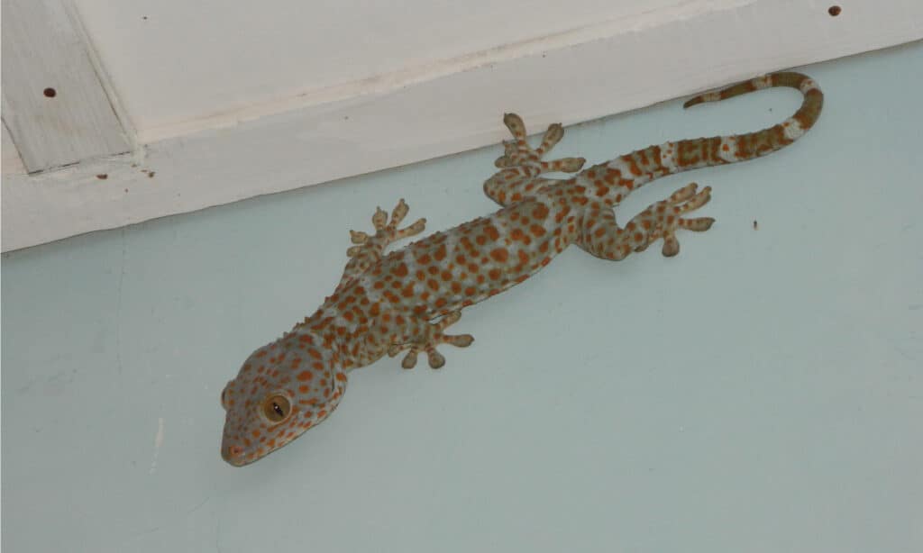 are geckos poisonous to dogs