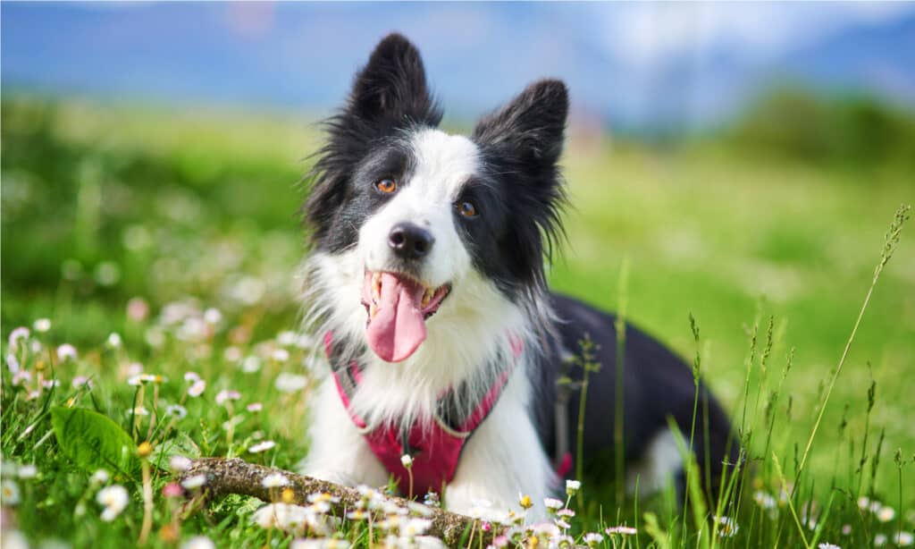 do border collies shed a lot