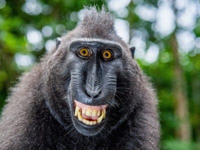 A Macaque