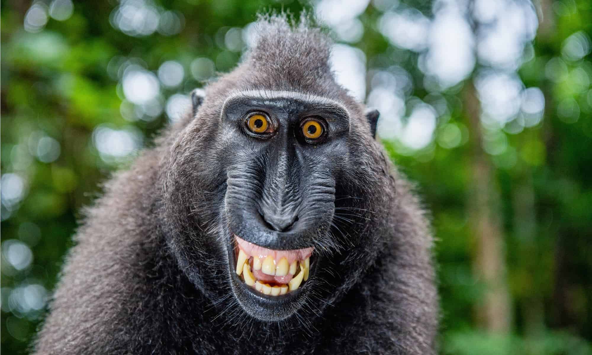 crested macaque with open mouth