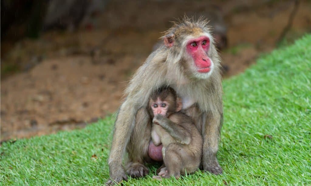 mère et bébé macaques