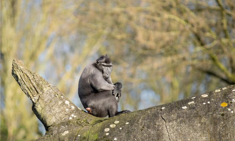 macaque in a tree