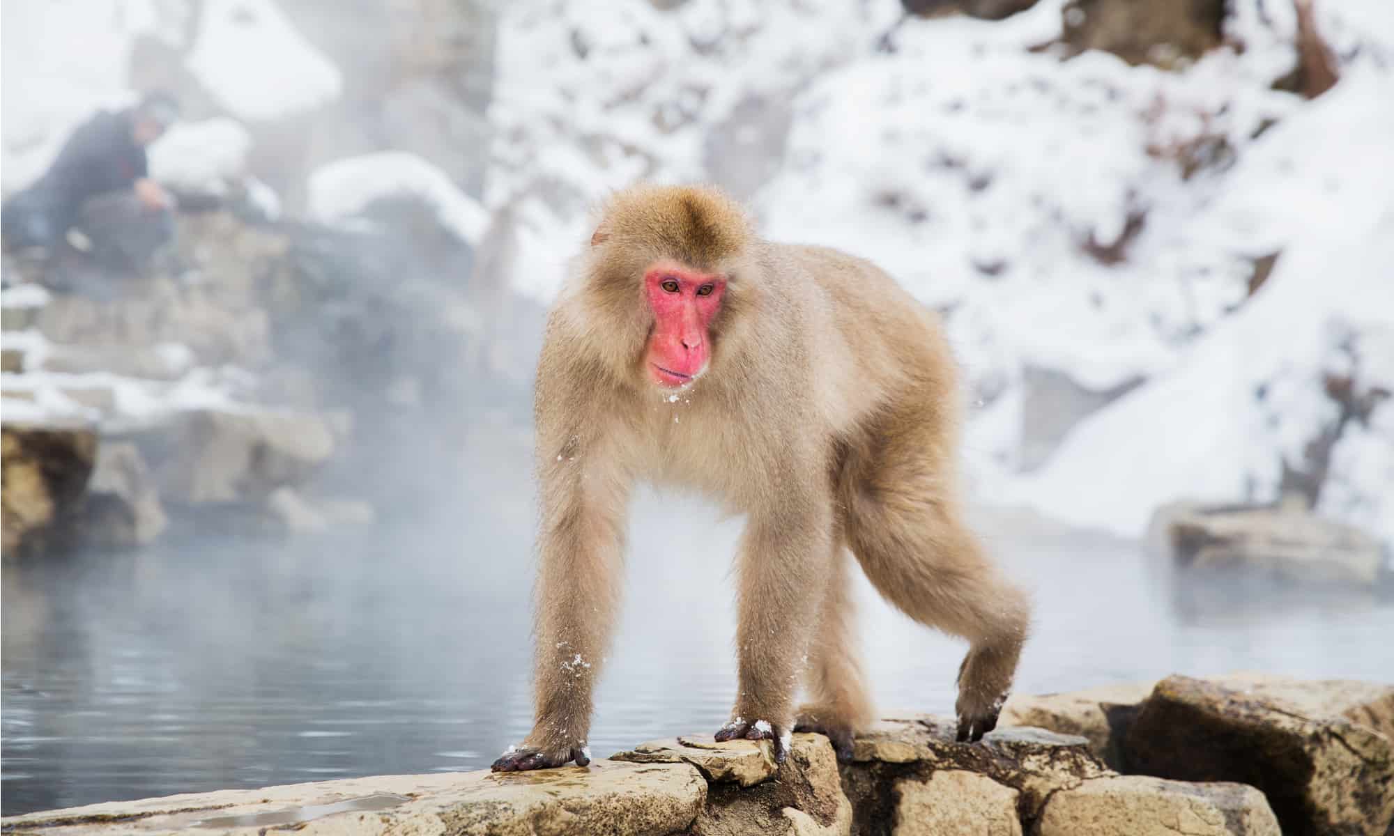 macaque by a hot spring