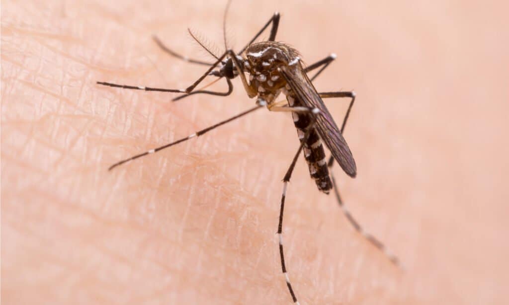 Mosquitos are notorious for their malaria-distributing abilities and are amongst the deadliest animals in the world.