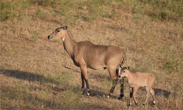 mother and baby nilgai
