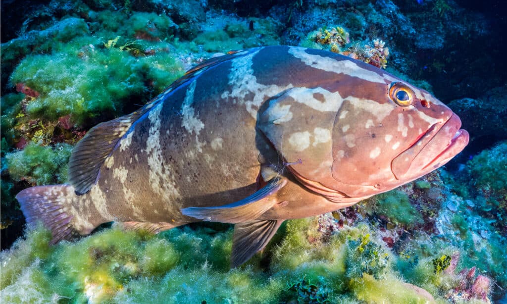 Nassau grouper