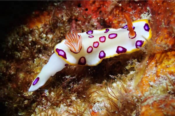 Nudibranch get toxins from their prey to use it against predators.