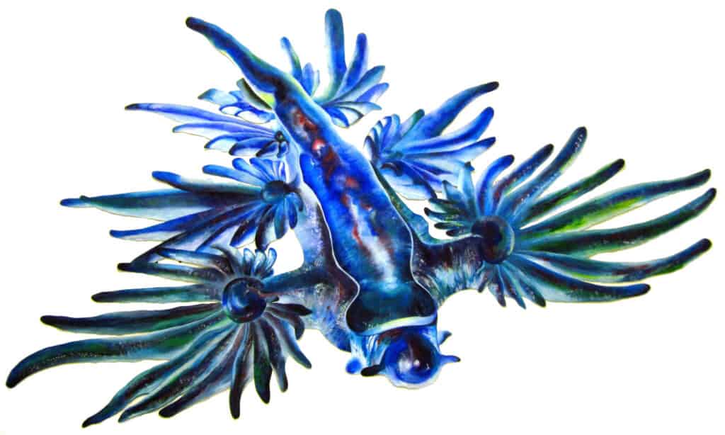Blue nudibranch isolated on white background