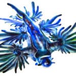 These creatures have vibrant colors ranging from blue to red and every shade in between.