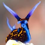 Nudibranch is also known as the sea slug, and here you can see why.