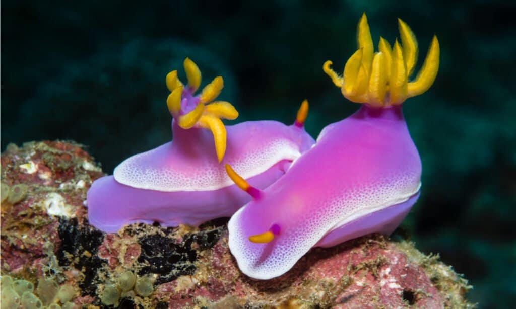 two pink nudibranchs