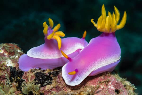 There are more than 3,000 nudibranch species.
