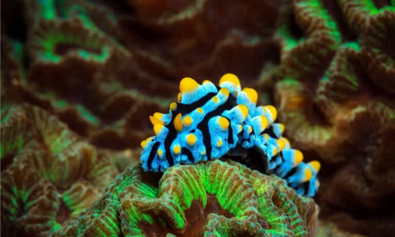 blue, yellow and black nudibranch