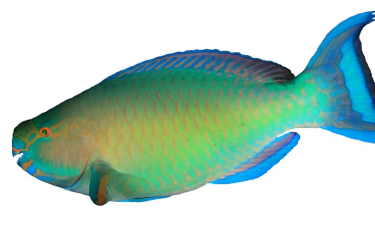 parrotfish isolated on white background