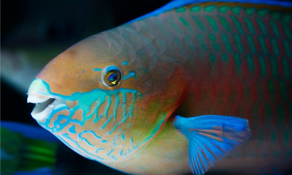 parrotfish on black background